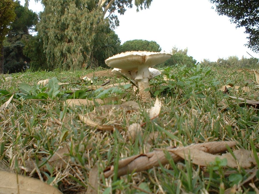 vittadini metropolitane